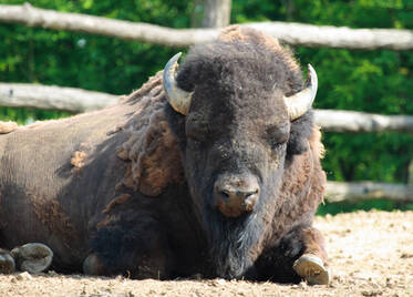 Bison at Herberstein Wildlife Park