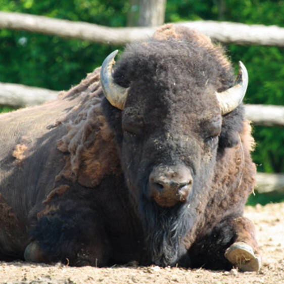 Bison at the zoo in Styria