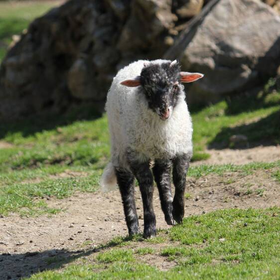 Hungarian Fringed Sheep