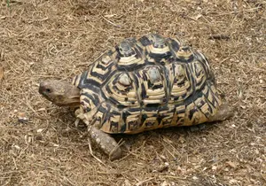 Leopard Tortoise in Styria