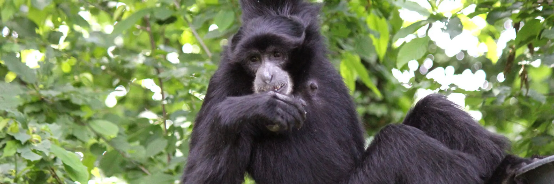 Siamang Spring