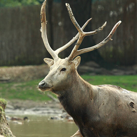 David's Deer