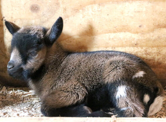 Baby goat in the barn at Tierwelt Herberstein