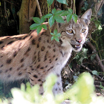 Elsa, the female lynx