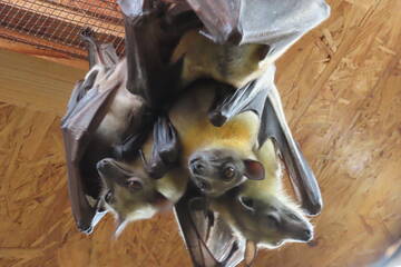 Baby Animals in Styria