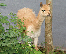 Vikunja Joschi Explores the Animal Kingdom Vikunja Joschi Explores the Animal Kingdom