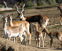 Deer-goat antelope family Deer-goat antelope family