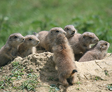 Prerie Dog Offspring Prerie Dog Offspring